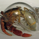 Illustration for article titled Glass shells let you see hermit crabs like youve never seen them before